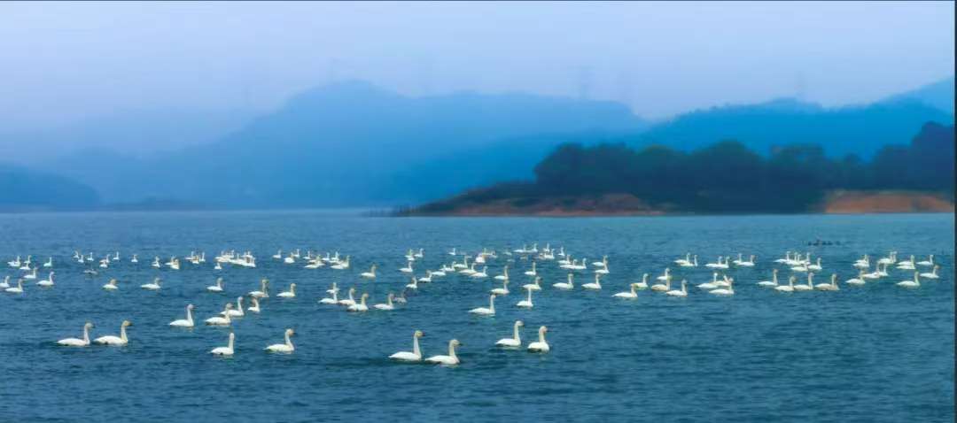 天鵝湖